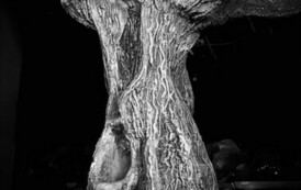 batch_IMG_1119